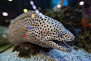 《真女神转生5》恶魔介绍：欧洲中世纪恶灵马卡布